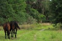 On North Carolina's Outer Banks, rescuers intervene after a wild mare collapses again