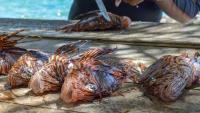 Divers pull 36,187 invasive lionfish from Florida waters in record-setting sweep