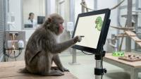 Japanese Macaques Played a Puppet Game for No Reward and Favored the Button That Was Just Unpredictable Enough