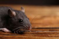 Missouri tenants say mice bit their toddler, landlord blames residents for infestations