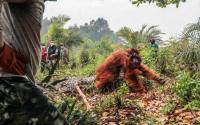Ensnared female orangutan and her baby rescued in Indonesia