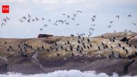 An Australian wildlife conservancy bought 200 hectares on King Island