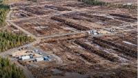Google illegally cuts down 250,000 trees in Finland for data...