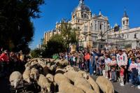 Madrid festival reroutes thousands of sheep to avoid housing protest camp
