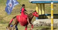 Horses, Christmas lights and koko: Toa Samoa fans get creative