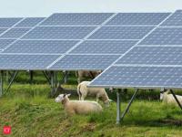 In 2019, New York farmer Erica Frenay sent 59 sheep to graze at a solar farm for five months; she earned $2,325 while allowing her own pasture to recover