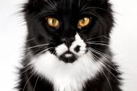 Maine Coon Kitten Turns Around for the Camera, and His Wild Little ‘Gremlins’ Look Steals the Show
