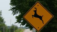 Drivers urged to stay alert as deer activity peaks in Pennsylvania