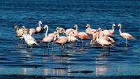 Ansenuza National Park: the place where thousands of flamingos star in one of Argentina’s greatest natural spectacles