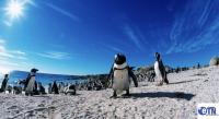 South Africa’s Penguins Are Throwing a Party — and Tourists Are Invited to Help Save the Guests