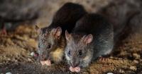 Why rats are on the ballot in Canada’s civic elections