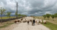 More than 1,400 sheep and goats take to the streets of Madrid in a Transhumance Festival marked by the camping in Sol