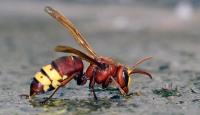 Government approves a national action plan against Asian hornets