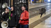 Zaragoza customers kill wild boar during rampage in bar. Were they justified?