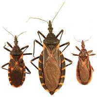 Kissing bugs can pose health risks to people and pets