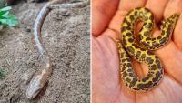 In Britain, a sand boa living alone for 20 years produced 9 babies without a mate