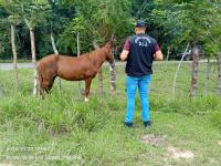 Panama Police Locate a Presumed Stolen Purebred Horse in La Miel.