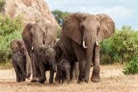 Africa’s Monitored Wildlife Populations Declined 80% Since 1970, New Report Says