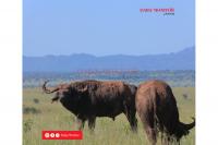 Buffaloes take over Agago villages, kill one