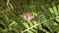 The race to save Samoa’s lost butterfly