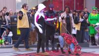 Boston dogs strut their stuff in Halloween costume parade
