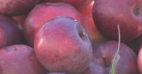 Great Maine Apple Day celebrates the state’s longtime apple-growing tradition