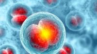 Scientists trace 1.28 million cells back to the first moments of life