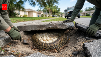 A Burmese python was found guarding 20 eggs beneath a Florida sidewalk; the discovery raised fears that more invasive snakes could be nesting near homes