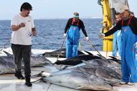 Malta Fish Farming targets 1,000 tonne bluefin tuna exports to China