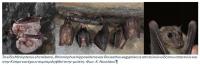 Cyprus forestry official part of Nature study suggesting bats originated in Europe