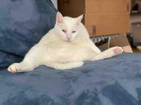 The funniest cat videos taking the internet by storm