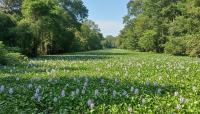 Could You Name One? Most People Cannot Name an Invasive Species Nearby