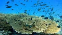 Environment Centre in Masirah organises campaign to protect coral reefs