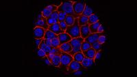 Japan's RIKEN Scientists Turn Cancer Cells' Own Gas Against Them to Make Anticancer Compounds in Lab Tests