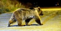 Bear Breaks Into Florida Couple’s Home, Steals Food and Beer