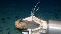 American Samoa environmental groups challenge US deep-sea mining leases