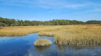 Less Than An Hour From Charleston Is South Carolina's Scenic Wetlands Escape With Trails, Live Oaks, And Wildlife