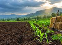 Farmers urged to beat looming El Niño with early planting