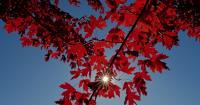 CANADA-ONTARIO-GREATER TORONTO AREA-AUTUMN-SCENERY