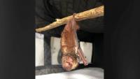 Hawai‘i Wildlife Center urges protection of an endangered native species during Bat Week