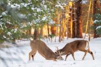 Does the moon determine when Maine’s deer rut peaks?  
