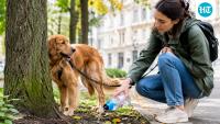 Vienna asks dog owners to rinse pet urine off trees to protect greenery