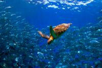 Conserving a connected ocean