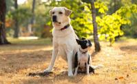 Large dogs age faster, and scientists have found a clue in their DNA