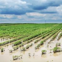 Climate-driven farm losses push agricultural insurance payouts higher in Türkiye