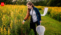 Meet Violet Clinton: New York student tracked 11,377 moths using beer-soaked T-shirts
