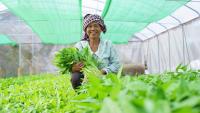 ADB Advances Resilient Agriculture and Women’s Economic Empowerment in Rural Cambodia