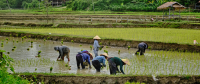 Stronger social protection key to protecting Lao workers from climate risks