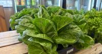 Florida farmers and markets see a boom after cyclospora outbreak