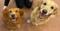 Why animals are the ultimate ‘home away from home’ remedy